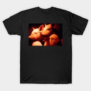 Three Little Pigs T-Shirt